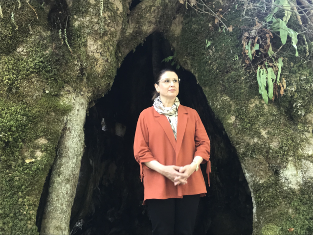 The tree found by chance created excitement in Bartın: Its age is over 500