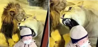 Tüyler ürperten anlar! Aslan küçük çocuğa saldırmaya çalıştı