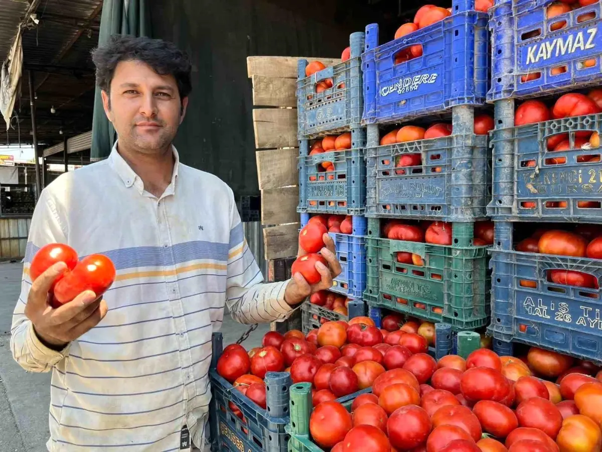 Aydın'da Yerli Tarla Domatesi Satışa Çıktı