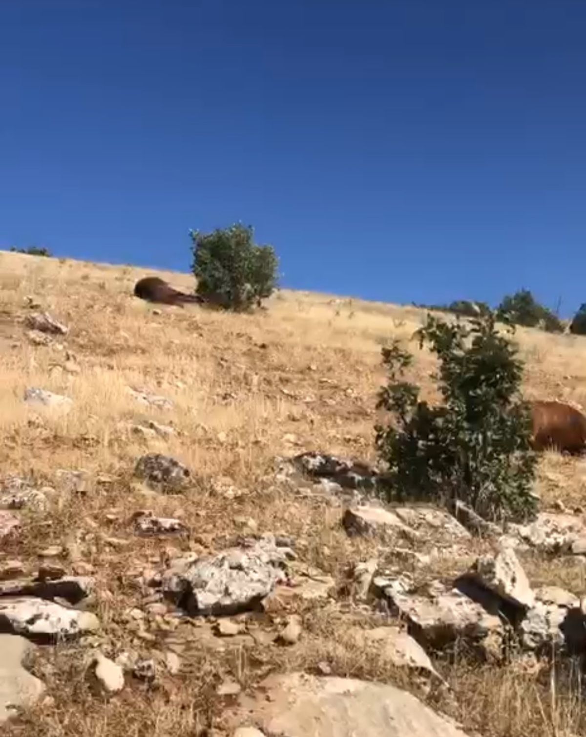 Batman'da Silahla Vurulmuş 7 Yıllık At Bulundu