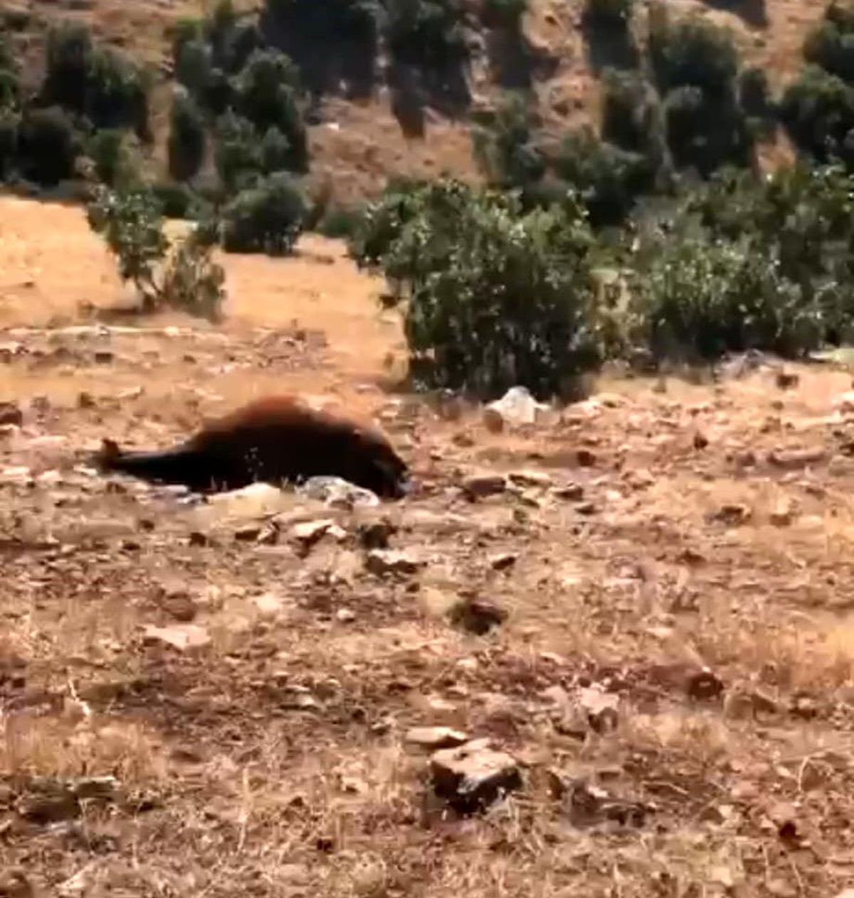 Batman'da Vahşi Yılkı Atlarına Saldırı: Ölü Sayısı 7'ye Yükseldi
