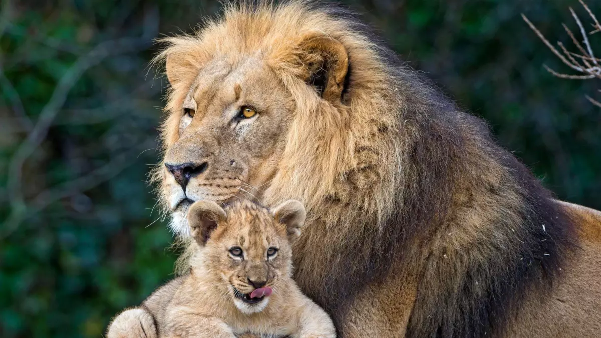 Biyolojik açıdan 'iyi ebeveyn olmak' ne anlama geliyor?