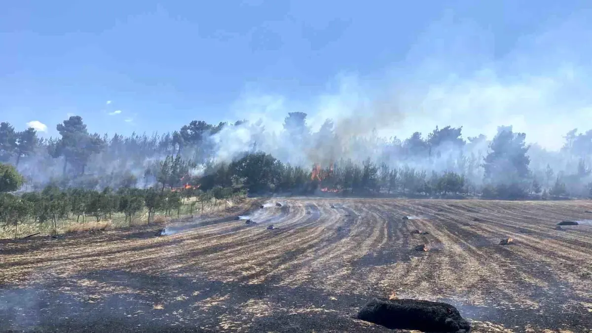 Çanakkale'de Tarım Arazisinde Başlayan Yangın Ormana Sıçradı