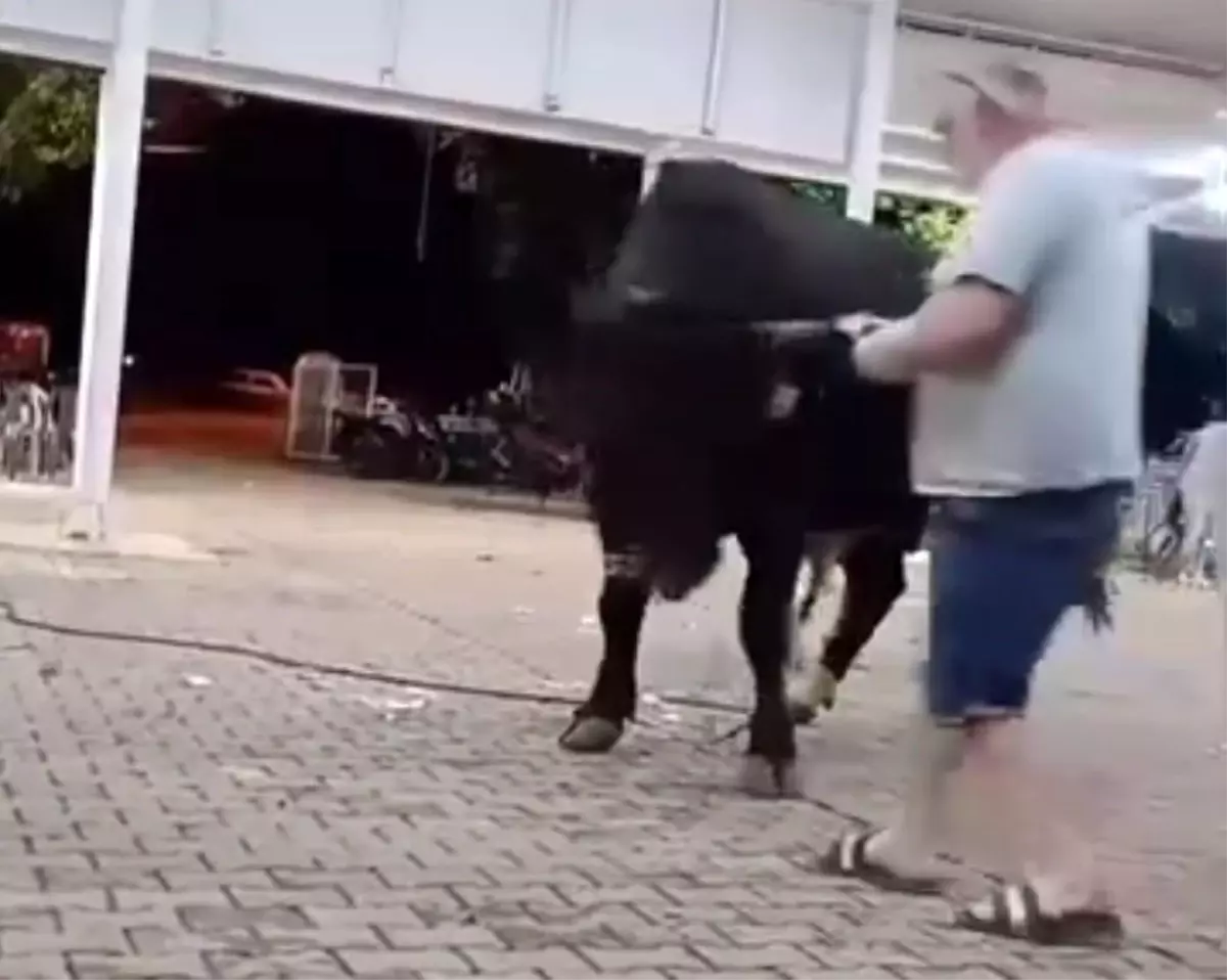 Boğa Tanıtımında Saldırı: Bir Vatandaş Yaralandı