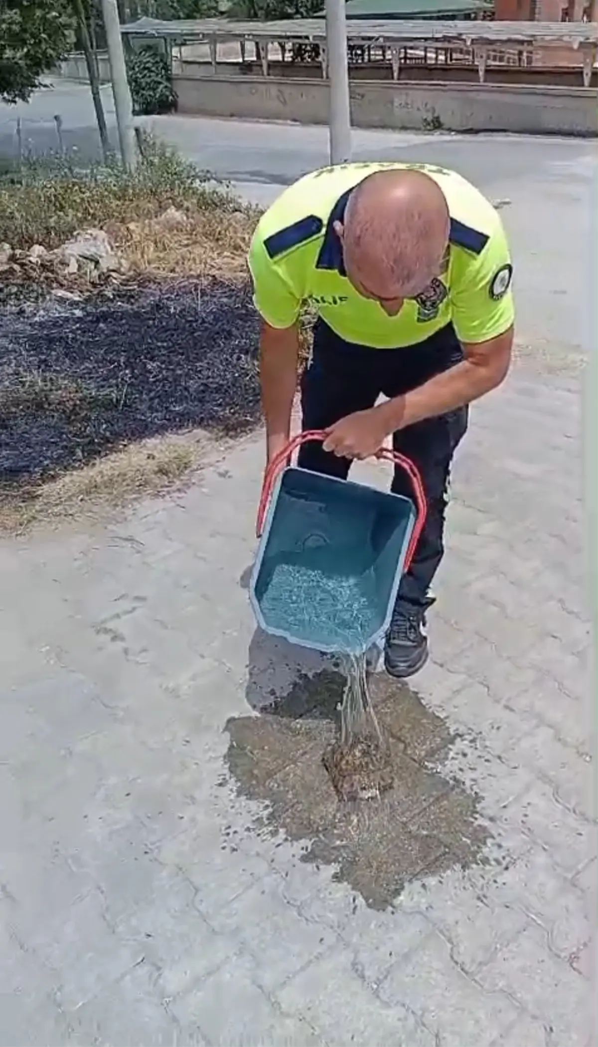 Polisler Yanan Otların Arasında Kalan Kaplumbağayı Kurtardı