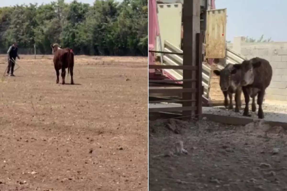 3 angus sevkiyat sırasında sırra kadem bastılar! Besicinin kaybı çok büyük