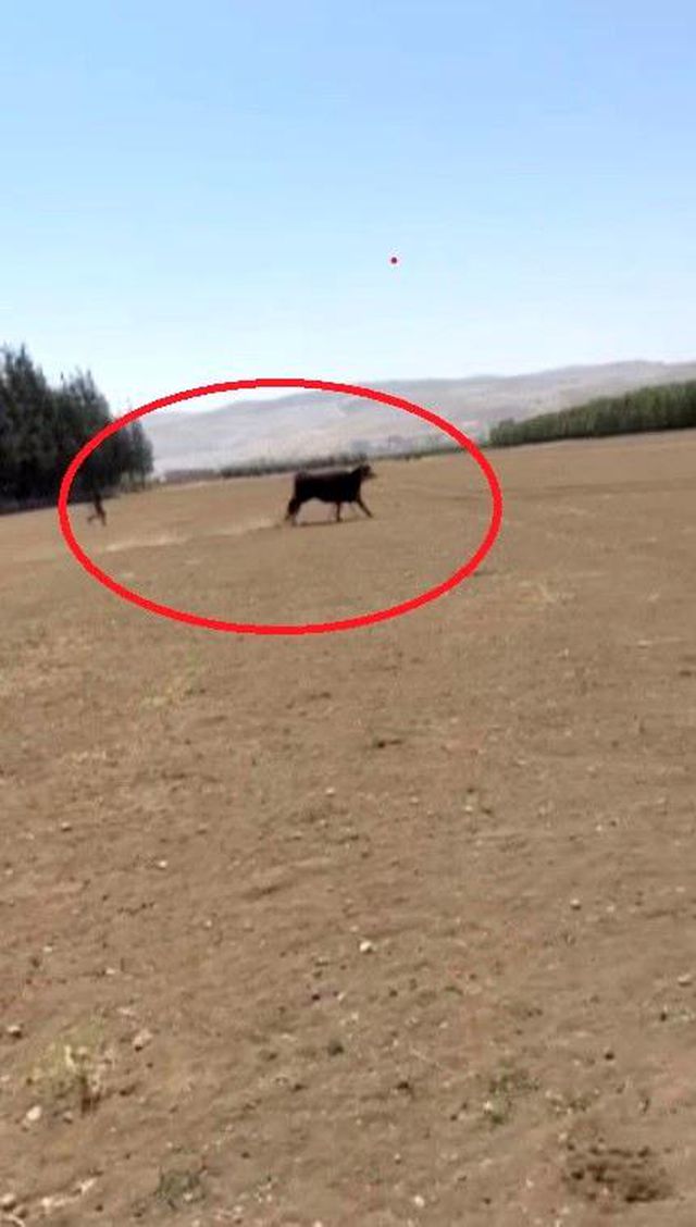 Yurt Dışından Getirilen 300 Bin TL Değerindeki Anguslar Kaçtı