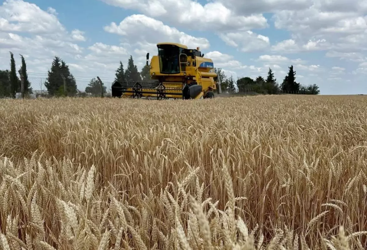 Tekirdağ'da Buğday Hasadı Başladı