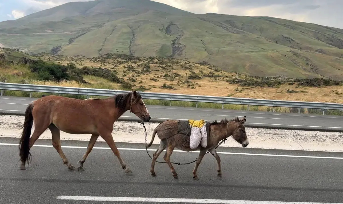 Iğdır-Doğubayazıt Yolunda Koşan At ve Eşek Sürücülere Zor Anlar Yaşattı
