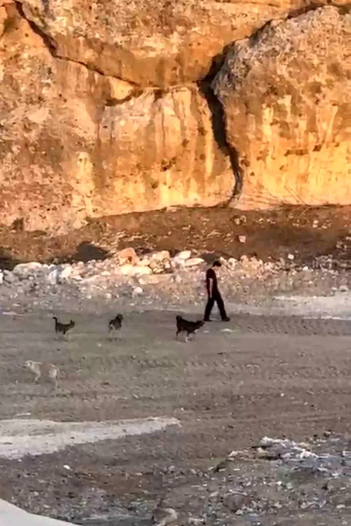 Mardin'de Köpeklere Aldırış Etmeden Yürüyen Adam Dikkat Çekti