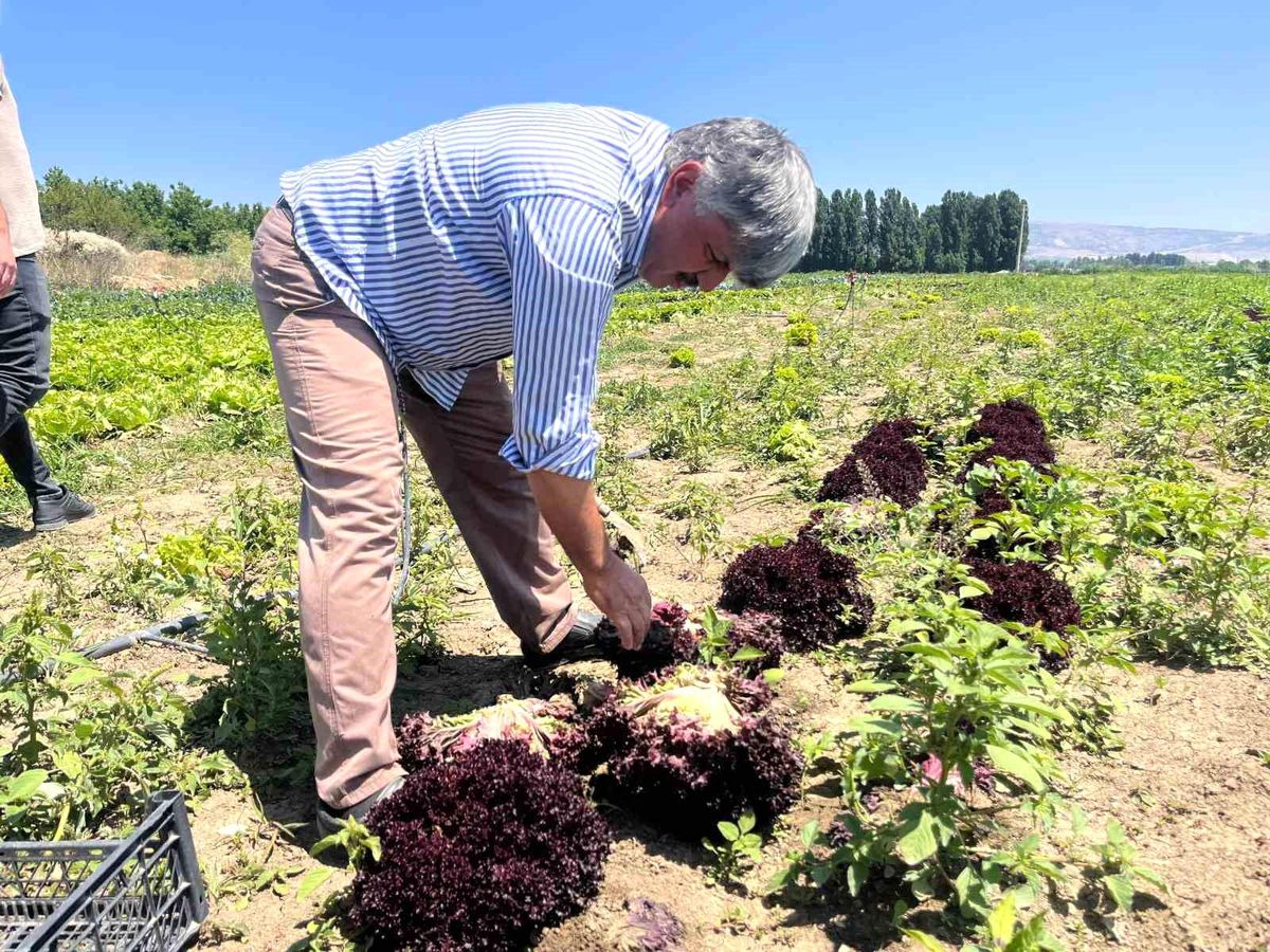 Eskişehir'de Sebze Fiyatları Arasındaki Dengesizlik Üreticiyi Zora Sokuyor