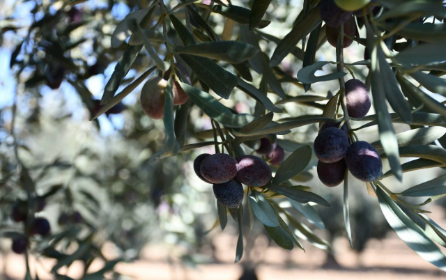 Meclis Komisyonu'ndan geçen ZEYTİN YASASI ne anlama geliyor, neler getiriyor? - SON DAKİKA Meclis Komisyonu'ndan geçen ZEYTİN YASASI ne anlama geliyor, neler getiriyor? - SON DAKİKA