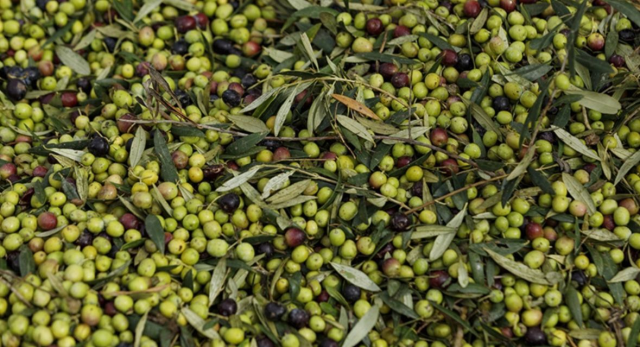 Zeytin yasası ne zaman çıktı, kim çıkardı? SON DAKİKA Zeytin yasası ne zaman çıktı, kim çıkardı? SON DAKİKA