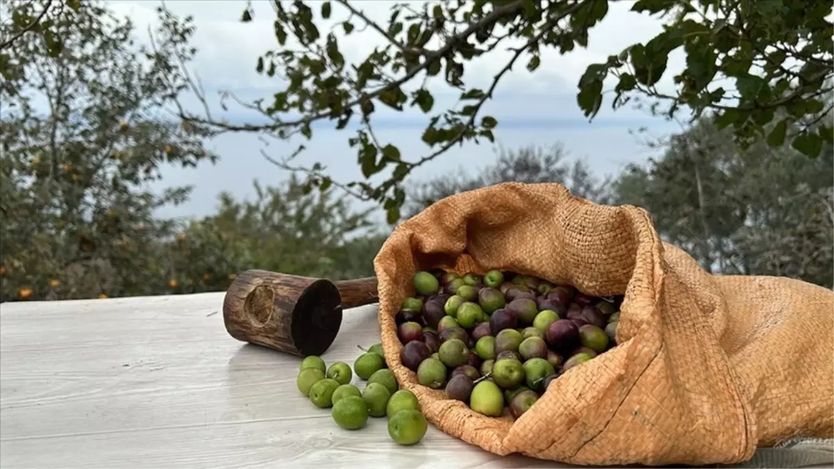 Zeytin yasası nedir? SON DAKİKA Zeytin yasası Meclis'ten geçti mi?