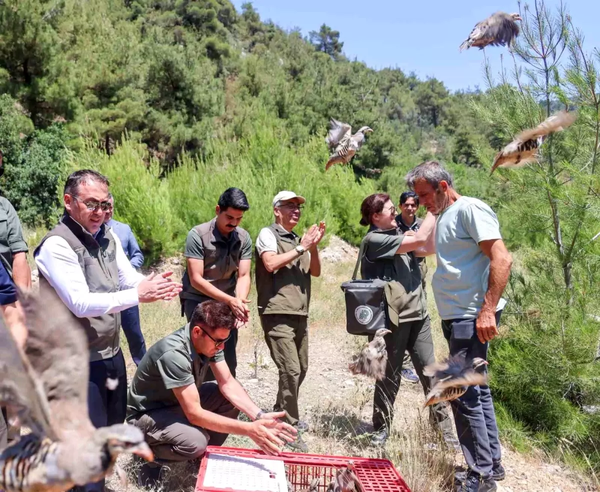 Bilecik'te Kınalı Keklikler Doğayla Buluşturuldu