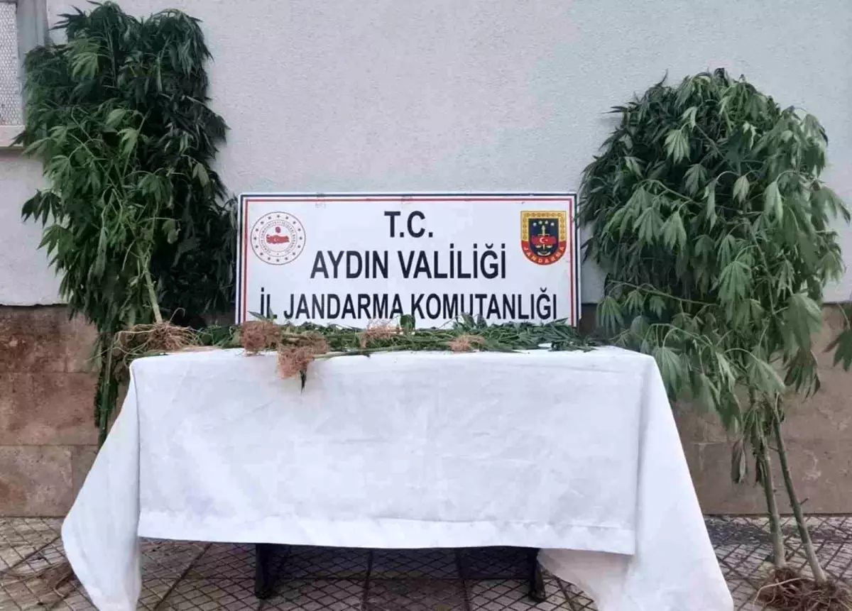 Aydın'da Kenevir Ele Geçirildi