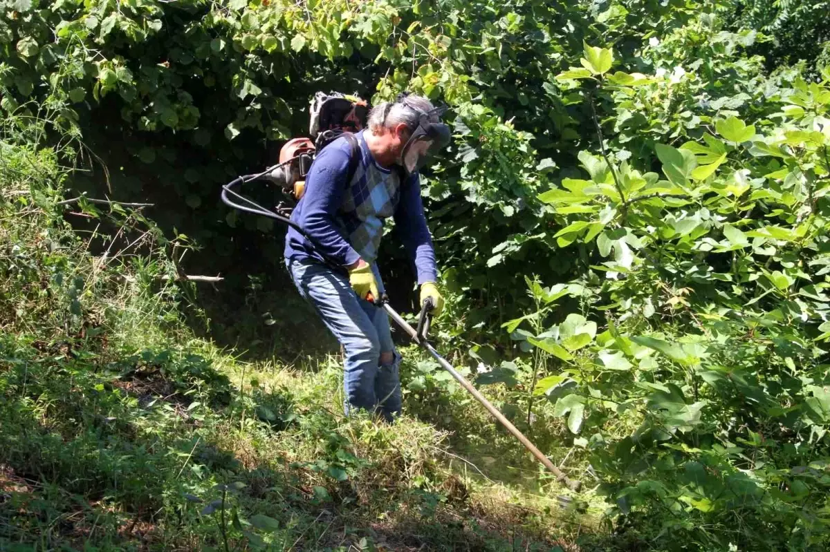Fındık Hasat Sezonu Öncesi Temizlik Çalışmaları Başladı