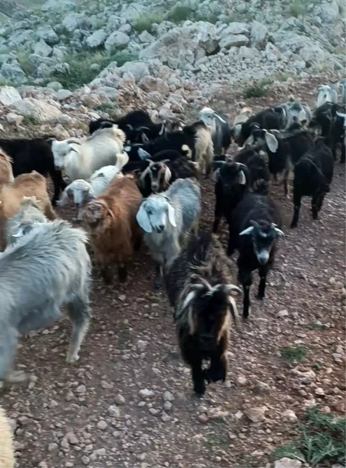 Adıyaman'da Kayıp 38 Küçükbaş Hayvan İçin Yardım İsteniyor