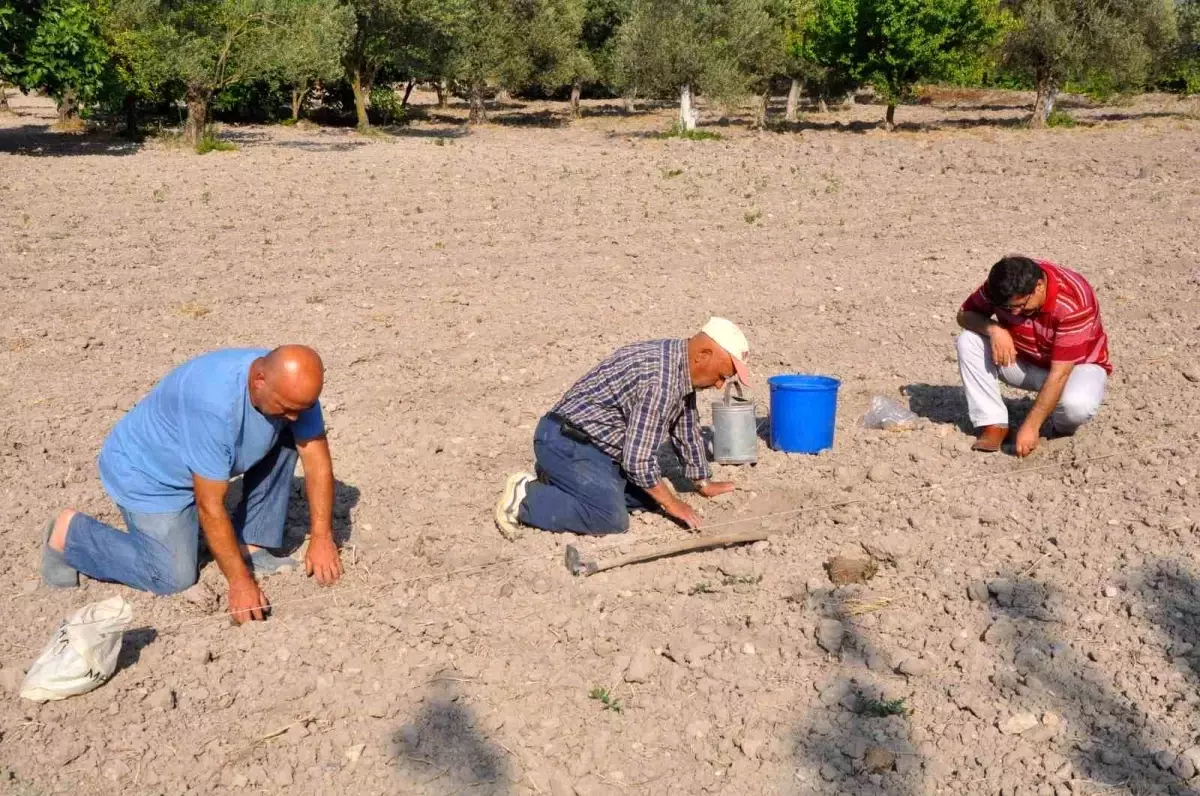Kırkağaç Kavunu'nda Ekim Başladı, 30 Bin Ton Hasat Bekleniyor