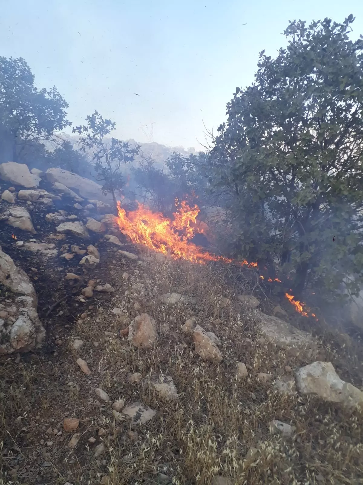 Mardin'de Kırsal Alanda Örtü Yangını
