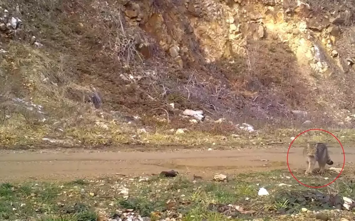 Bursa'da Nesli Tükenme Tehlikesi Altında Olan Yaban Kedisi Fotokapana Takıldı