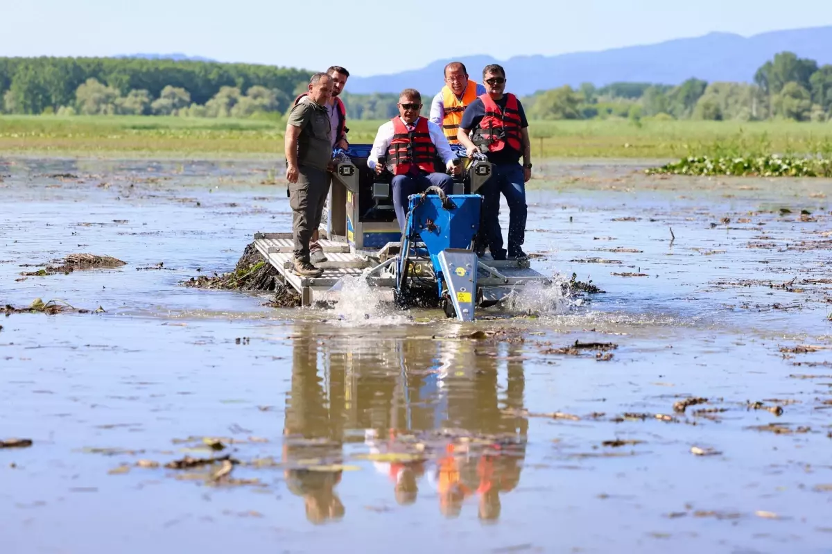 Düzce Valisi Efteni Gölü'nde Saz Temizliği Yaptı