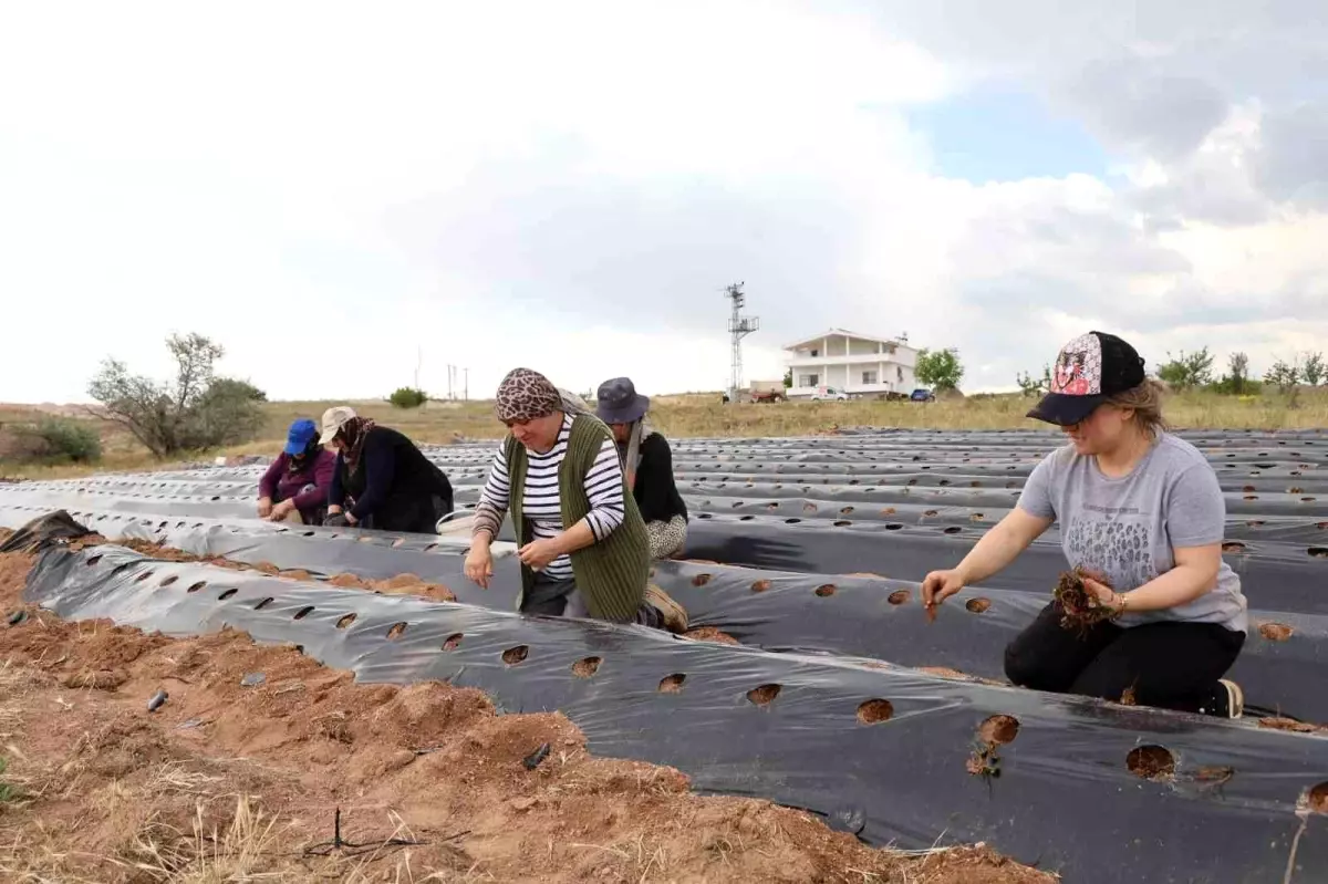Nuray Görgün: Kadın Gücünün Çilek ile Başarı Hikayesi