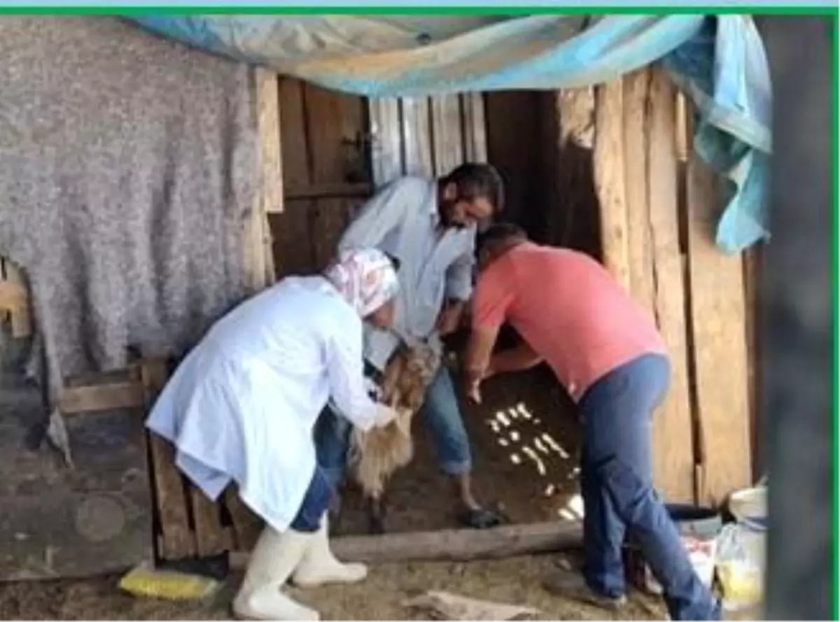 Adıyaman'da Zoonoz Hastalıklarla Mücadele Devam Ediyor