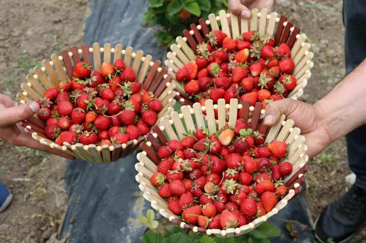 Ağrı'da Çilek Üretimi ile Tarımsal Gelir Artıyor
