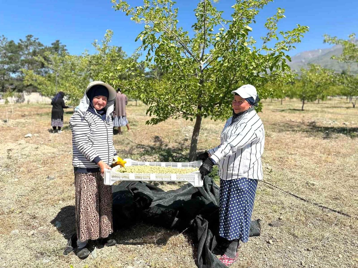 Erzincan'ın Üzümlü İlminde Dut Hasadı Başladı