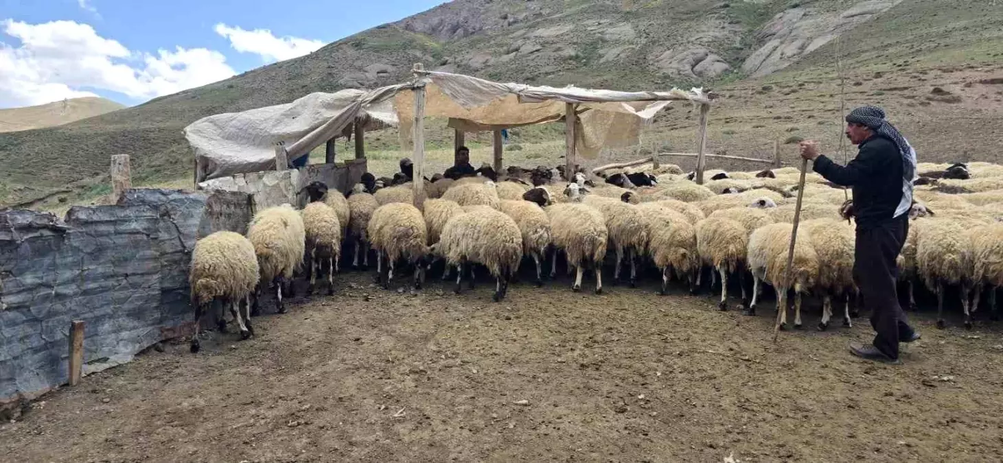 Taşdemir Ailesi Yaylada Hayvancılık Geleneğini Yaşatıyor