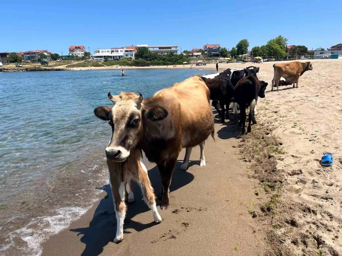 Kandıra'da İnekler Plaja İndi!