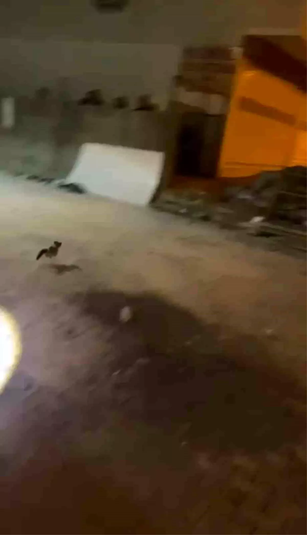 Minibüsün Motoruna Giren Kedi İtfaiye Ekipleri Tarafından Kurtarıldı