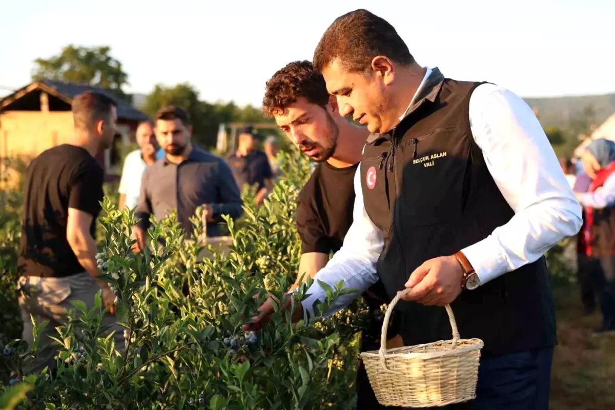 Düzce'de İlk Yaban Mersini Hasadı Başladı