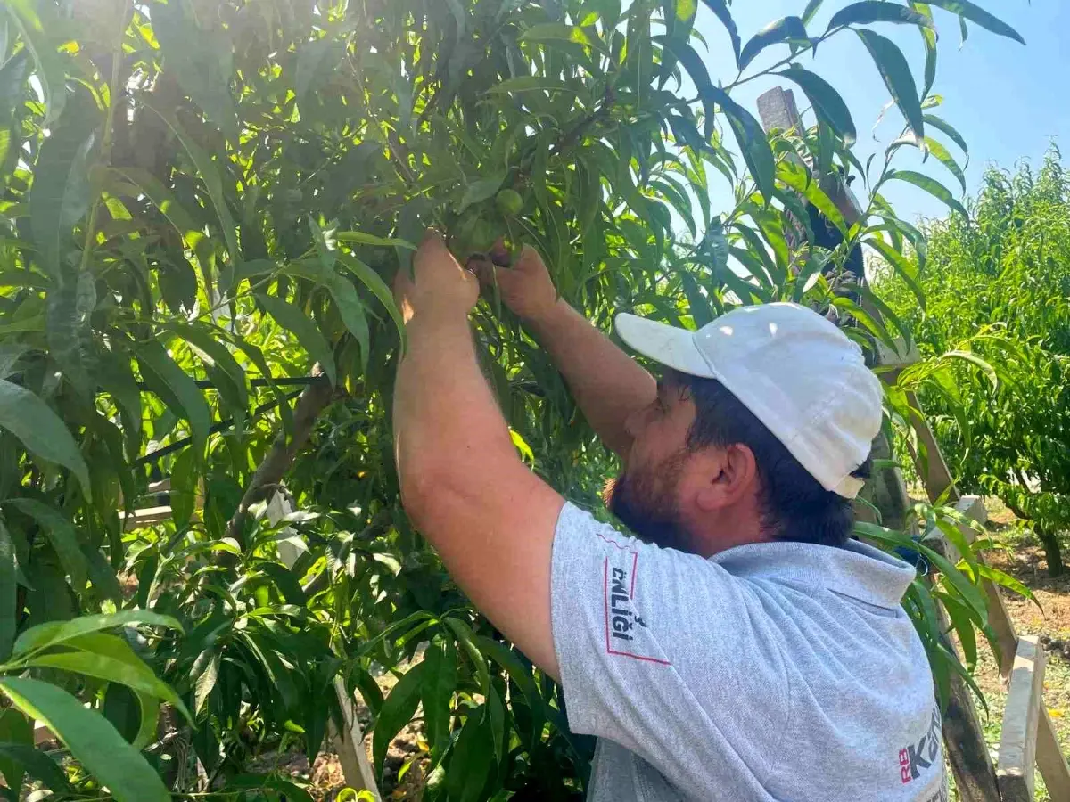 Bursa'da Şeftali ve Armut Seyreltme Çalışmaları Devam Ediyor