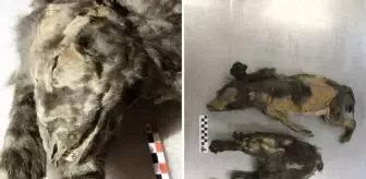14 bin yıllık kurt yavruları buzlar altında mumyalanmış hâlde bulundu!