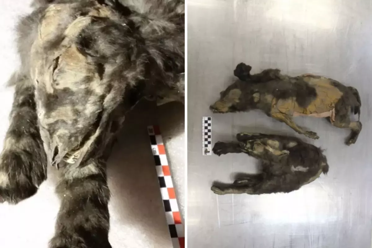 14 bin yıllık kurt yavruları buzlar altında mumyalanmış hâlde bulundu!