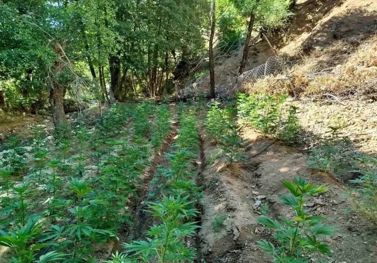 Bingöl'de 7 Bin 945 Kök Kenevir ve 9 Bin 300 Kök Skunk Ele Geçirildi