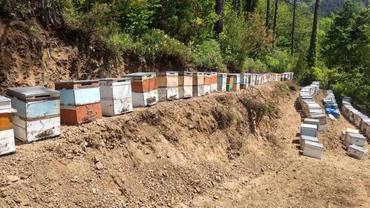Kastamonu'da Kestane Balı Üreticisi 1 Milyona Yakın Arısının Telef Olmasından Şikayetçi