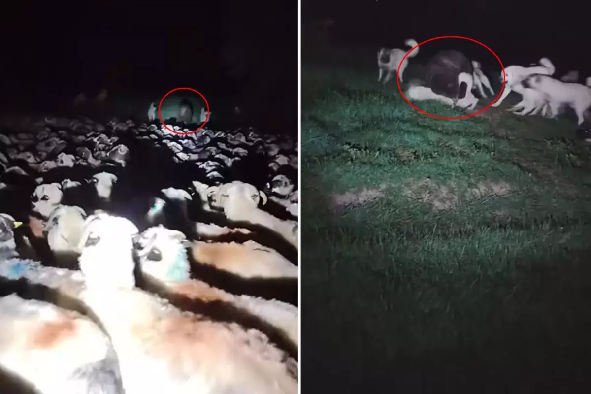 Korku filmini andıran görüntü! Aniden ortaya çıktı, köpekler çaresiz kaldı