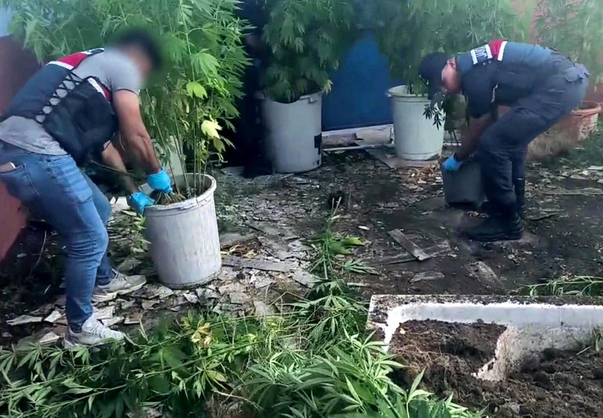 Geyve'de Uyuşturucu Operasyonu: 302 Kök Kenevir Ele Geçirildi