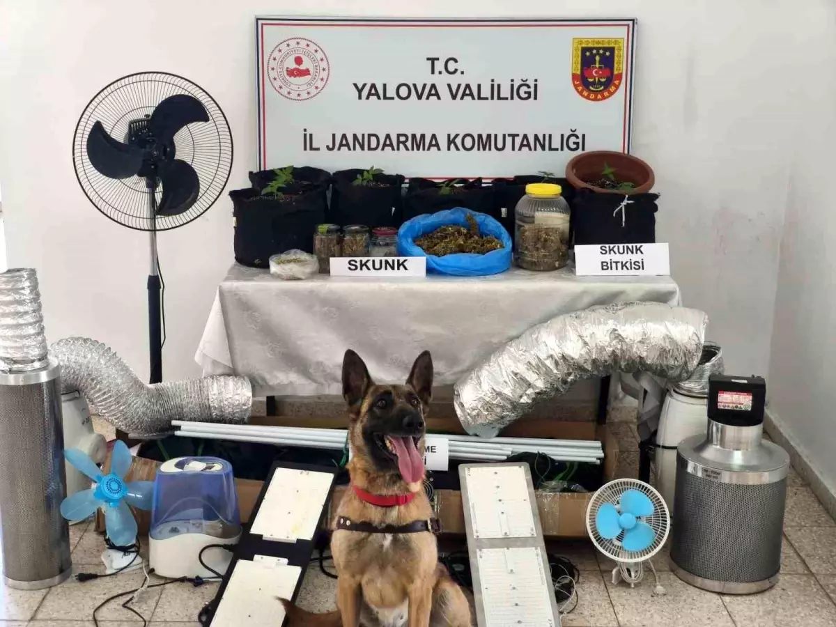Yalova'da Uyuşturucu İmalatı: Jandarma Operasyonu