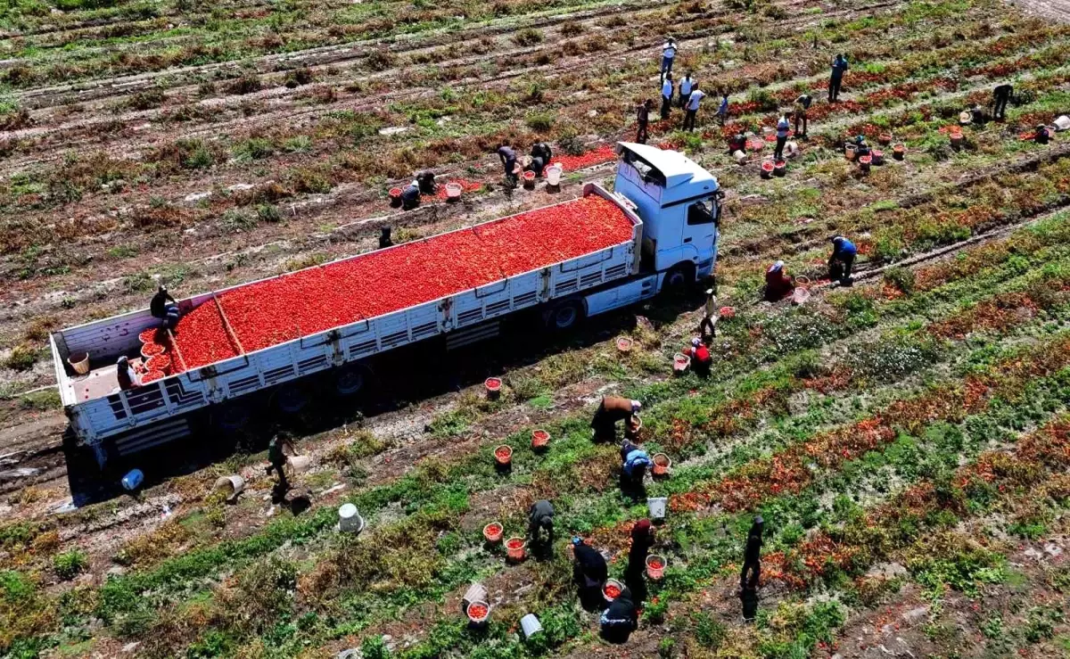 Adana'da Domates Fiyatları Düşüşte: Üreticiler Endişeli