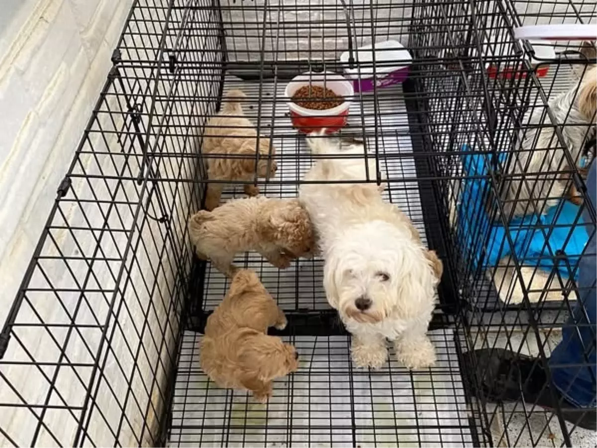 Kırklareli'de Kaçak Köpek Üretimine Baskın: 12 Köpek Kurtarıldı