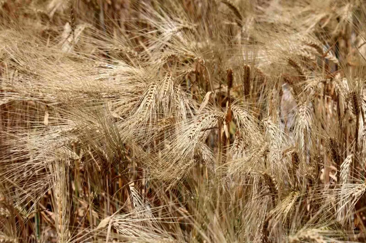 Konya Ovası'nda Arpa Hasadı Başladı, Verim Düşük