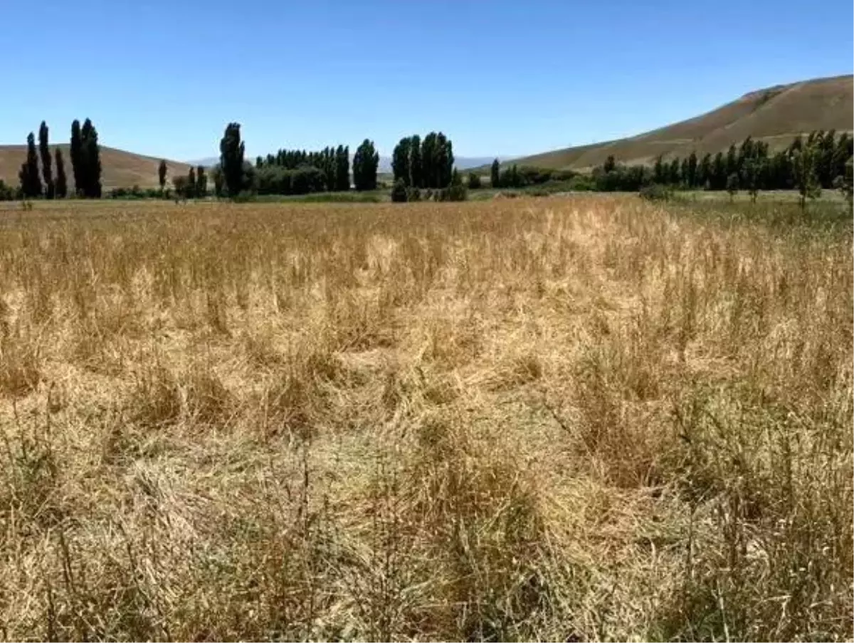 Muş'ta Yaban Domuzları Tarlayı Mahvetti
