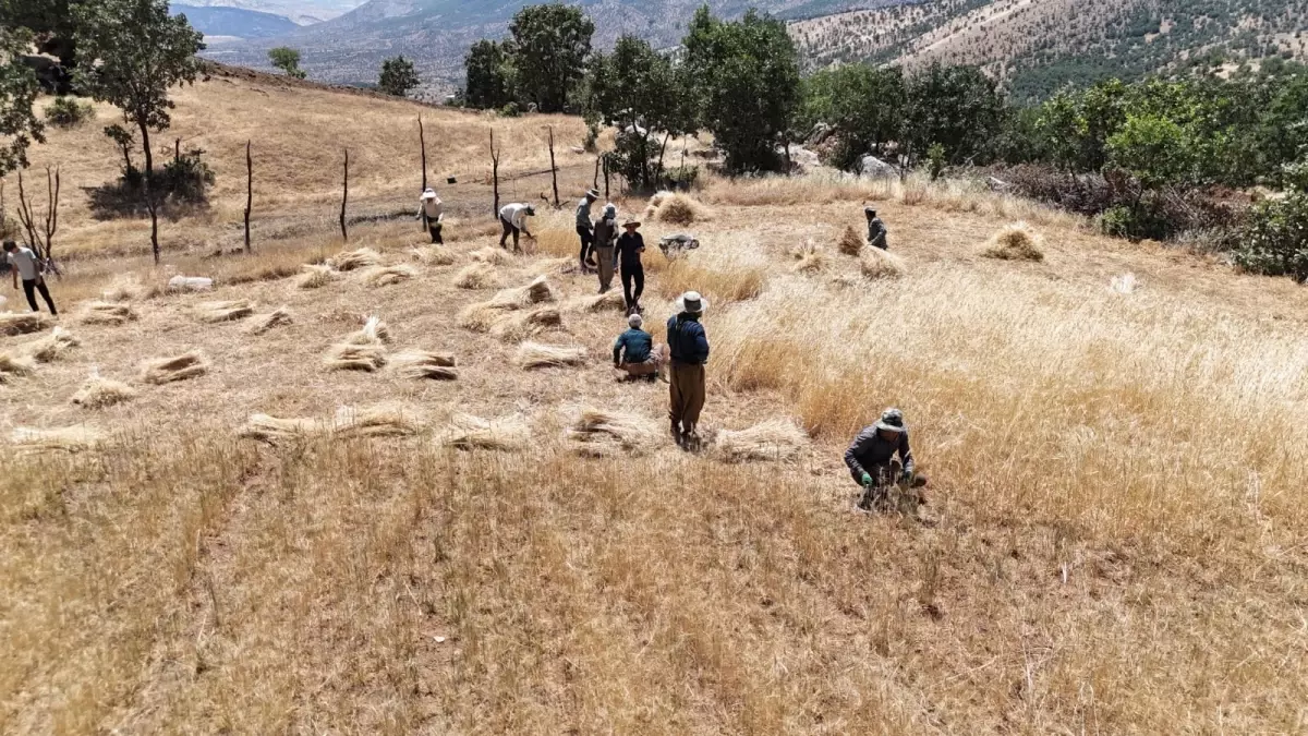 Hakkari'de Çiftçiler 38 Derecede İmece Usulü Buğday Hasadı Yapıyor