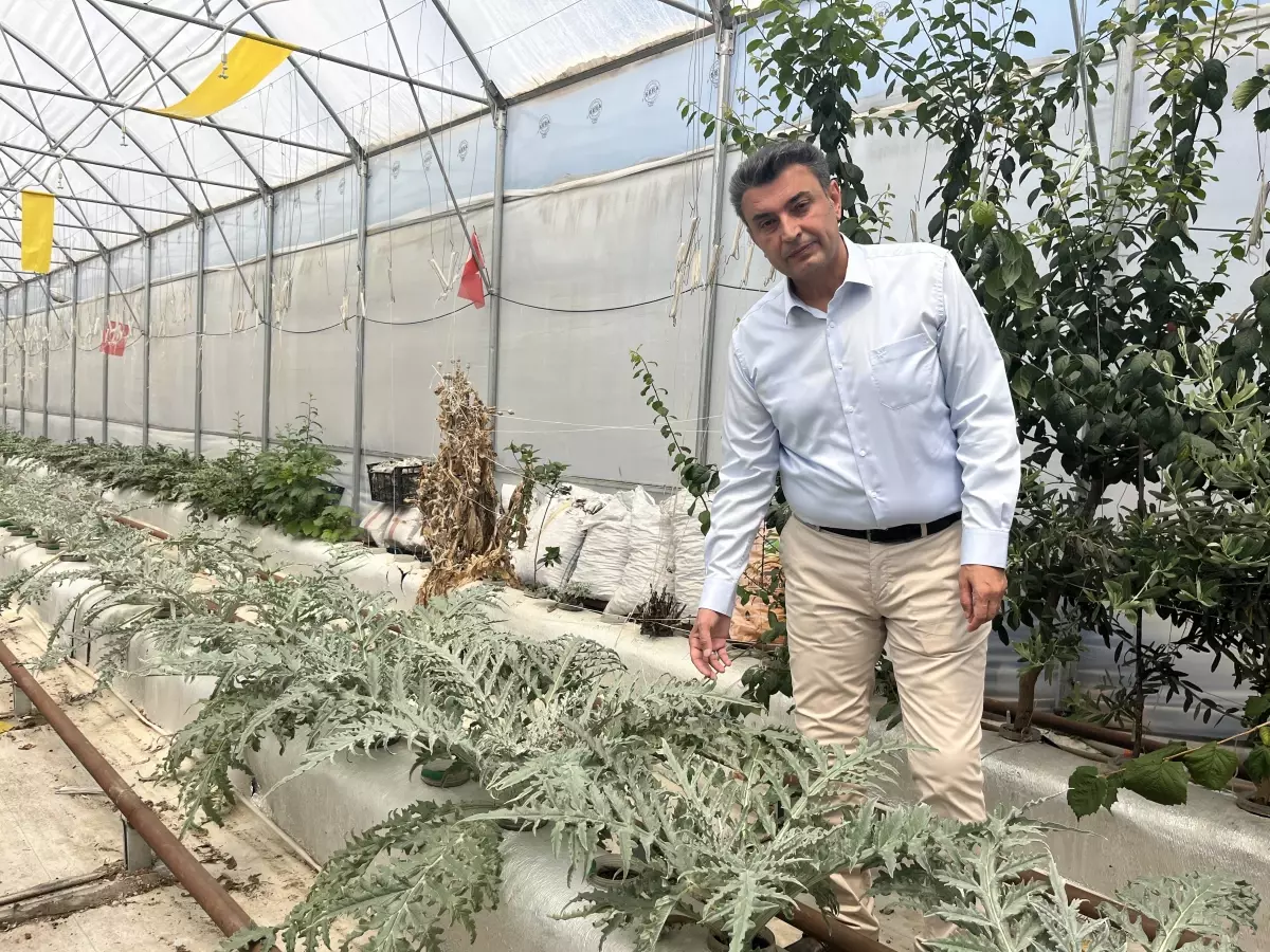 Volkanik cüruf ile topraksız tarım yapılıyor