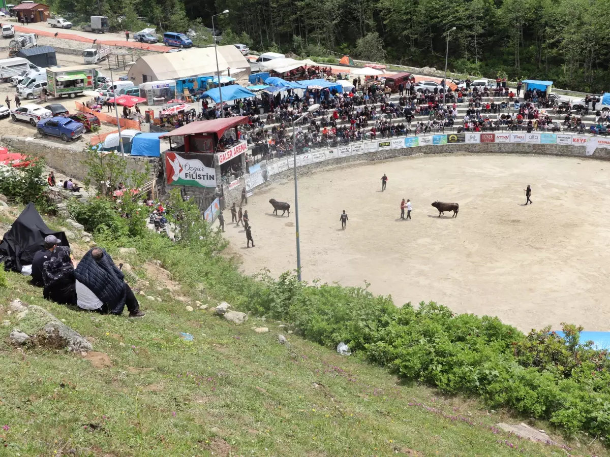 Ayder Yaylası'nda 29. Boğa Güreşleri Heyecanla Başladı