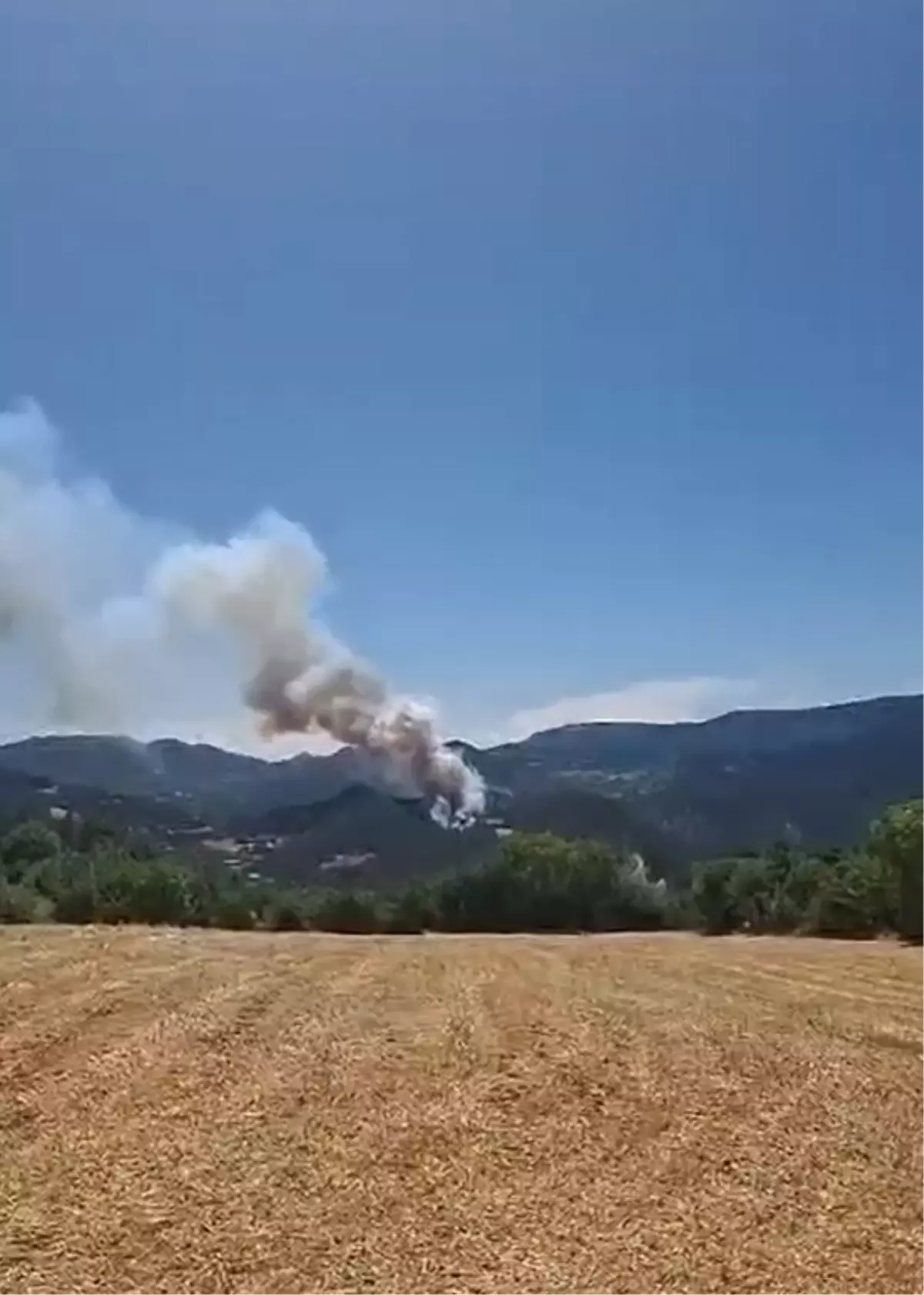 Bolu'da Orman Yangını: Ekipler Mücadele Ediyor